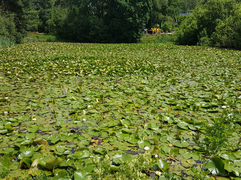 einheimische-weisse-Seerose-nymphaea-alba